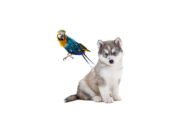 Picture for category Pets